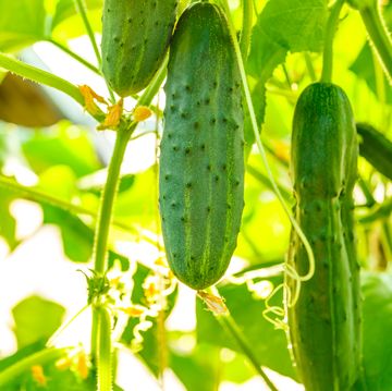 fresh ripe cucumbers growing in greenhouse closeup