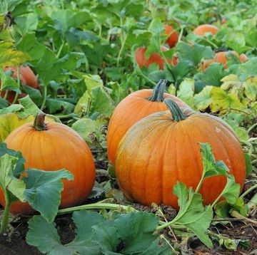 how to keep pumpkins from rotting